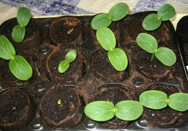 Разсадът най-добре се отглежда в торфени или хартиени чаши
