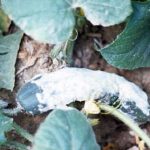 Бялото гниене