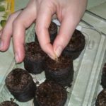 Dopo che le compresse si gonfiano, i semi sono posti in esse.