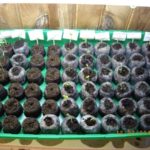 Dopo che le piantine sono pronte, vengono piantate con il tablet.