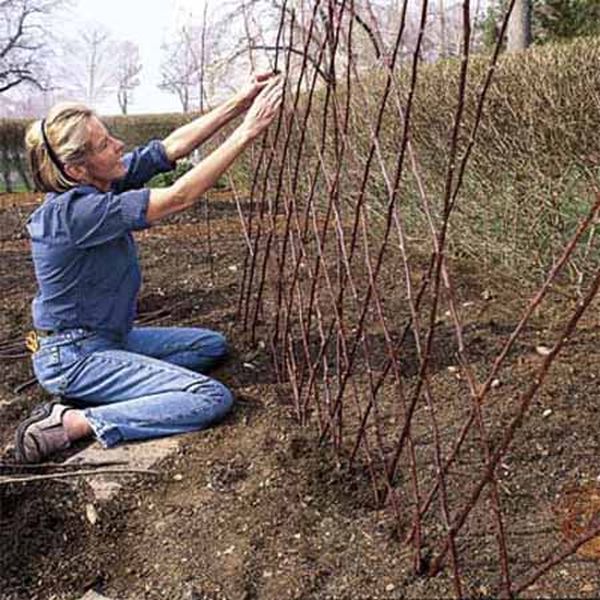 Struttura fatta di ciglia di vimini per cetriolo crescente