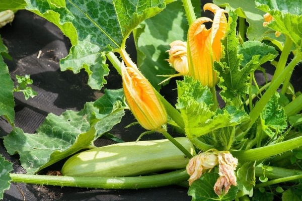 Courgettes sans prétention dans les soins, courgettes difficiles aux conditions climatiques