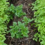 La moutarde blanche entre les pommes de terre repousse parfaitement les parasites