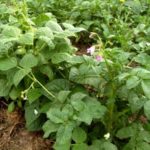 Haricots entre les pommes de terre comme siderata