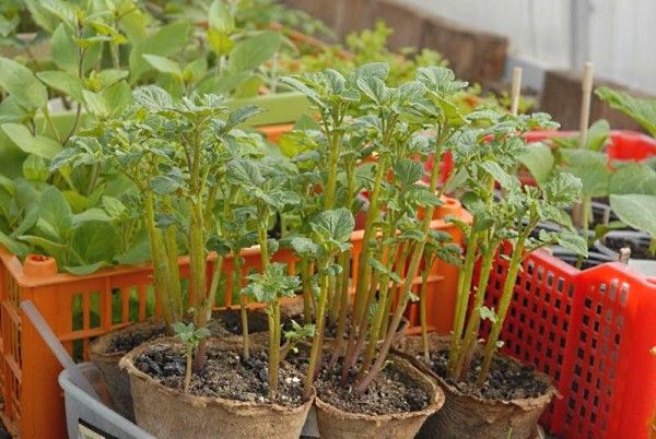 Semis de germes de pomme de terre