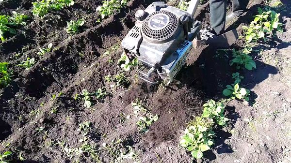 En atteignant la longueur des sommets de 20 cm se hilling