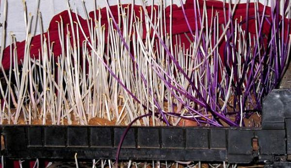 Si les germes ont plus de 10 cm de long - les tubercules ne conviennent pas à la plantation