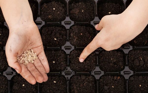 قواعد البذر