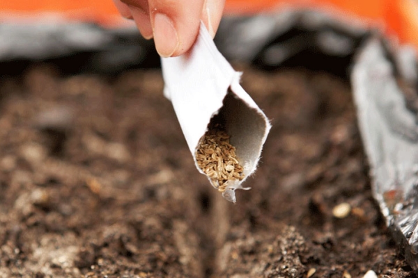 Sowing seeds should be carried out in late May or early June.