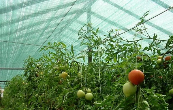 Proteção dos tomates da rede de proteção solar