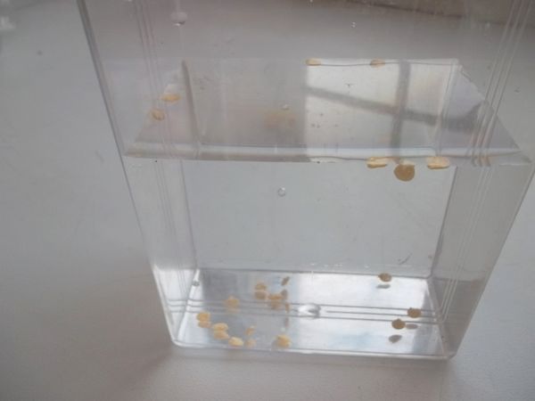 Seed preparation for planting