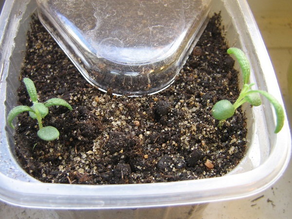 Cura dopo la procedura