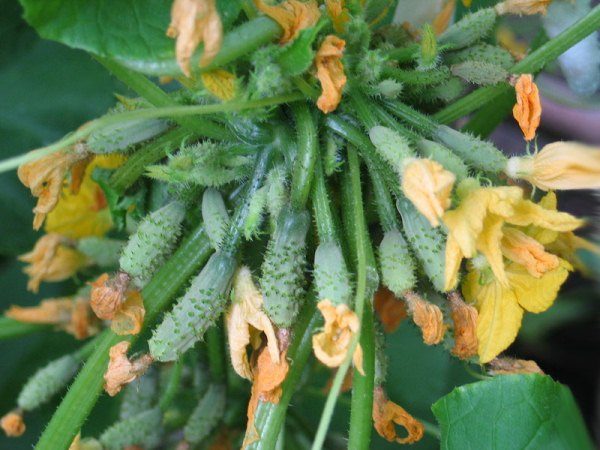 Овесени ядки краставици