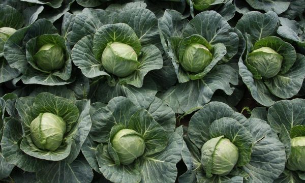  Early cabbage