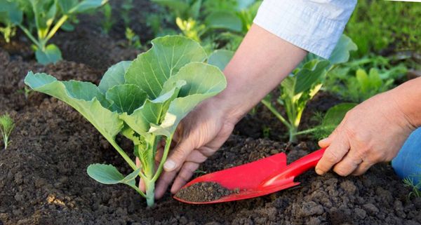 Κατά τη διάρκεια του σχηματισμού του kochanchikov νωρίς το λάχανο πρέπει να είναι περιοδικά spud