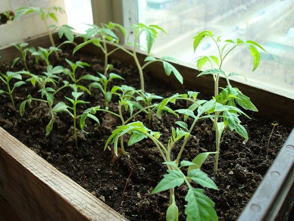 Growing seedlings
