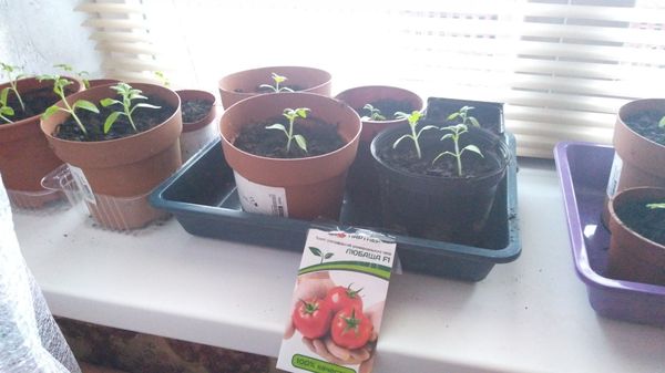 Transplanting tomatoes in open ground