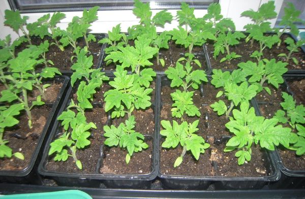 Features of growing tomato seedlings