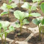 Условия за засаждане на посадъчен материал