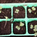 Options de cueillette