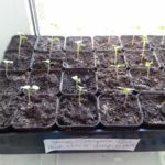 Options de cueillette