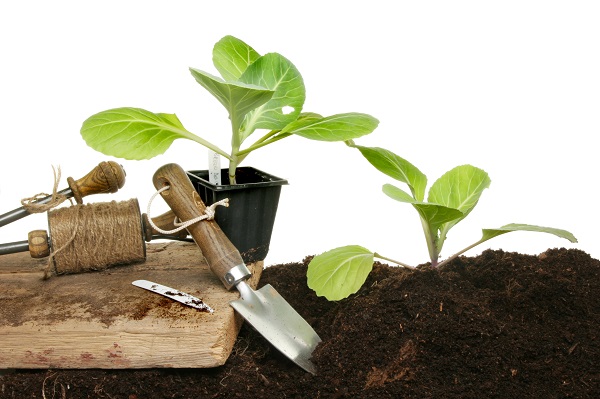 Terms of planting vegetables on seedlings