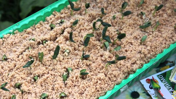 Отглеждане на краставици в дървени стърготини