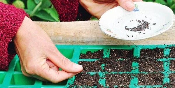 Valentine's cabbage seeds f1 are sown in a prepared soil substrate