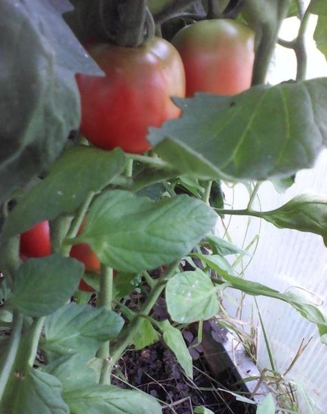 Grade care after transplanting