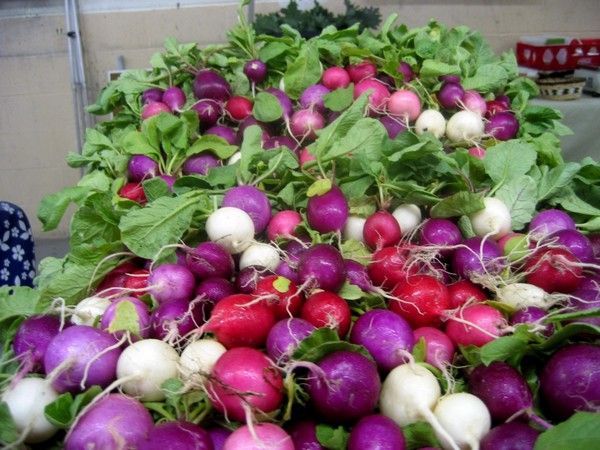  Οι καλύτερες ποικιλίες ραπανάκι