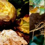 The most common diseases of cabbage