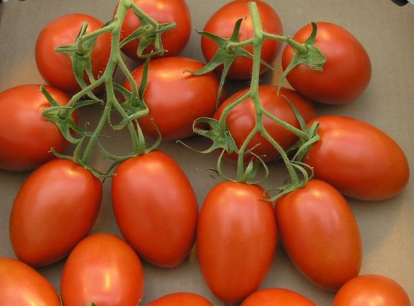 Fruit weight tomato Roma - 60-90 grams