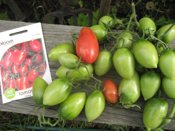 High yield and long-term fruiting - the advantages of the variety