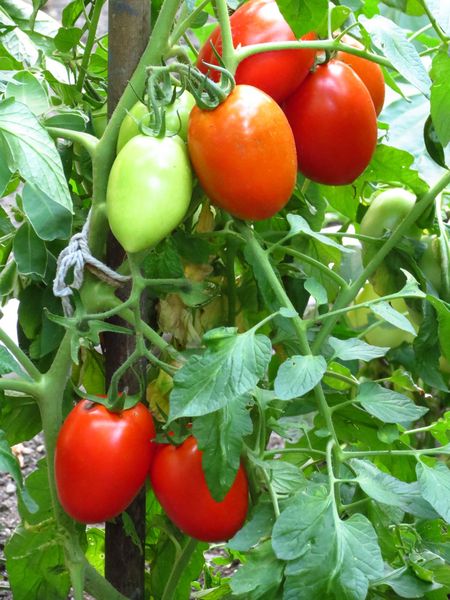 Shrubs Tomato Roma must be formed in 1-2 stems