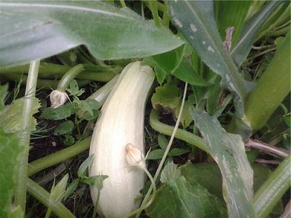 Description and characteristics of the zucchini variety roller
