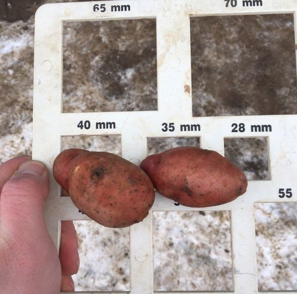 Pour la plantation, n'utilisez que de grosses graines pesant 50 grammes.