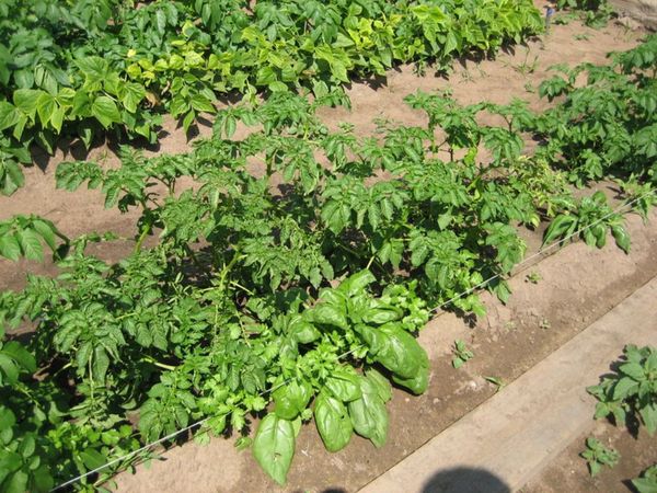 Rosaras doit être bien éclairé