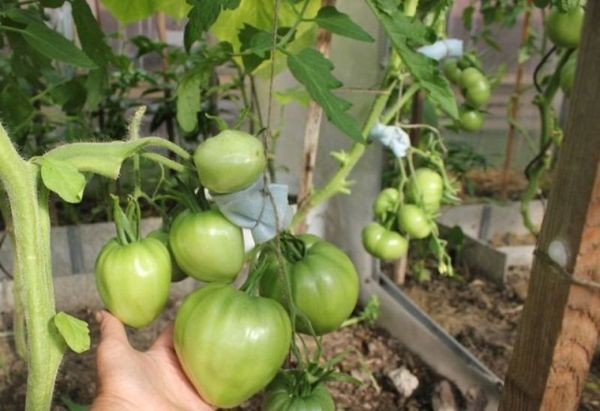 Le flamant rose a un faible rendement