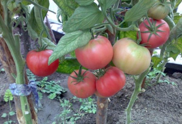 High yield - one of the advantages of the variety