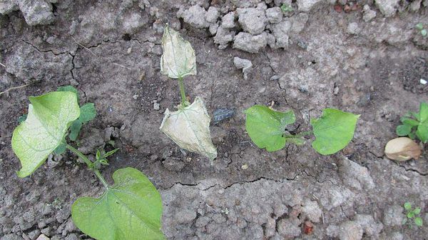 Con la batteriosi, il fagiolo di Sax si asciuga e sfuma