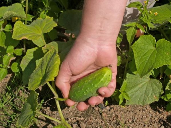 Zusätzliche Maßnahmen zur Ertragssteigerung