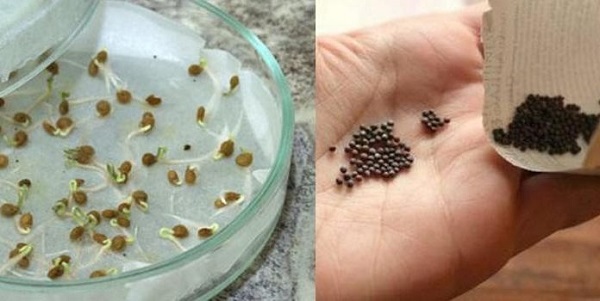 De plus en plus de la graine