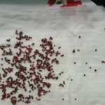 Правила за засяване