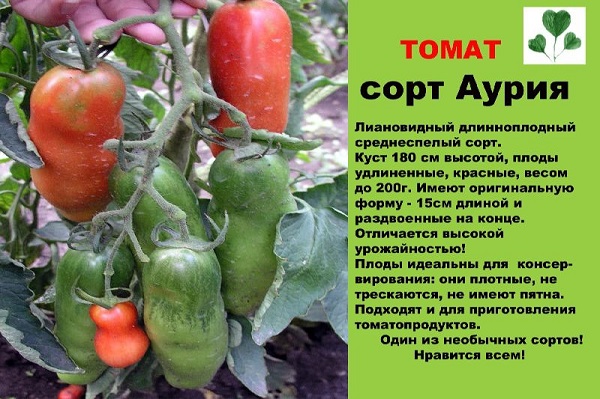Description and characteristics of tomato auria