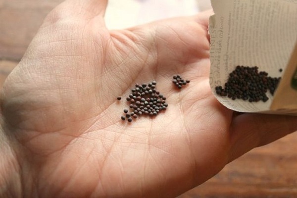 Схема за засаждане на семена