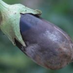 What to do with gray mold