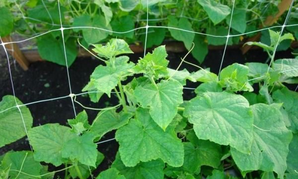 При вертикално разполагане мрежата за первази е идеалната подкрепа за леглата с краставици.