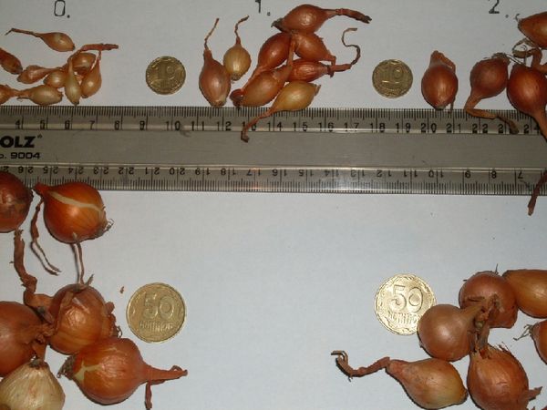 Triez les oignons par taille avant la plantation