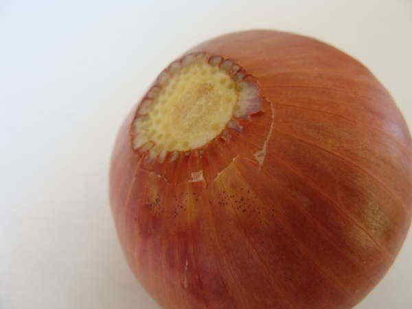 Couper le haut de l'appareil rend la procédure de trempage plus efficace.