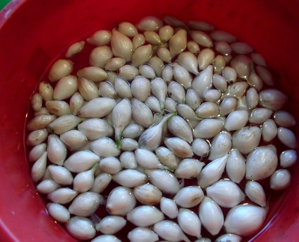 Le trempage dans une solution saline aide à lutter contre les parasites.